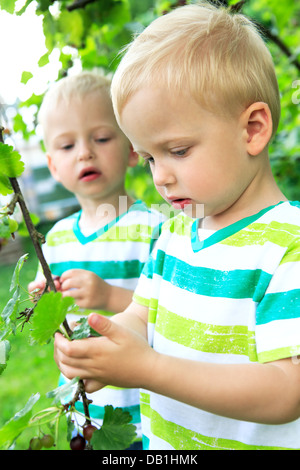 wenig männliche Zwillinge Essen Johannisbeere Beeren im Hinterhof Stockfoto