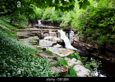 Bärlauch im Wald durch den Fluß Swale bei Kisdon Force in der Nähe von Keld Swaledale Yorkshire Dales England Stockfoto