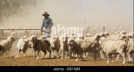 Bauer mit eine große Herde von Merino-Schafe im trockenen, staubigen Outback von Queensland, Australien Stockfoto