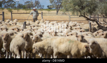 Bauer mit eine große Herde von Merino-Schafe im trockenen, staubigen Outback von Queensland, Australien Stockfoto