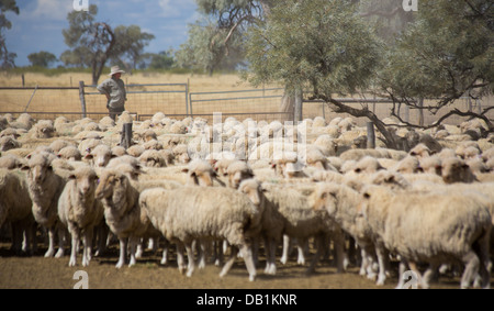 Bauer mit eine große Herde von Merino-Schafe im trockenen, staubigen Outback von Queensland, Australien Stockfoto