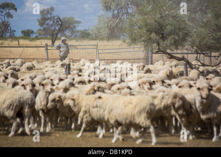 Bauer mit eine große Herde von Merino-Schafe im trockenen, staubigen Outback von Queensland, Australien Stockfoto