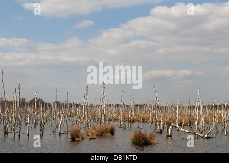 Freistatter Moor-Niedersachsen-Deutschland Stockfoto