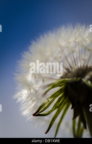 Weiße Löwenzahn gegen eine lebendige blauen Himmel Stockfoto
