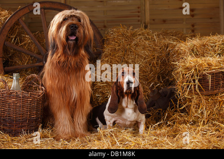 Briard und Basset Hound / Berger de Brie | Briard, Ruede, Und Basset Hound, Huendin / Berger de Brie Stockfoto