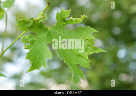 Ein Weinblatt krank Wenn Traube Zecken Stockfoto