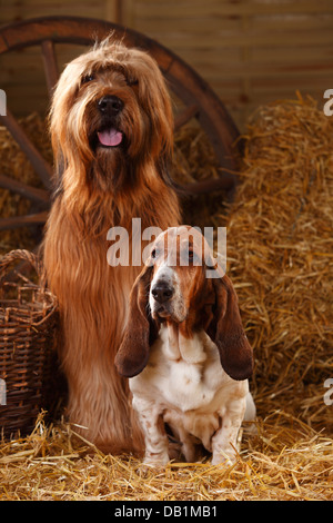 Briard und Basset Hound / Berger de Brie | Briard, Ruede, Und Basset Hound, Huendin / Berger de Brie Stockfoto