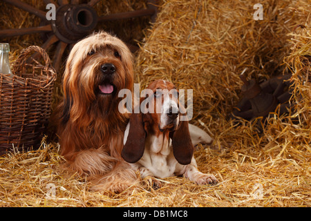 Briard und Basset Hound / Berger de Brie | Briard, Ruede, Und Basset Hound, Huendin / Berger de Brie Stockfoto