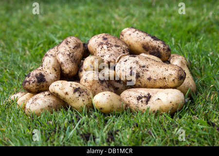 Belle de Fontenay Salat Kartoffeln Stockfoto