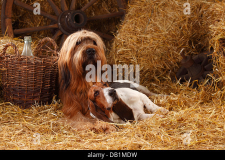 Briard und Basset Hound / Berger de Brie | Briard, Ruede, Und Basset Hound, Huendin / Berger de Brie Stockfoto