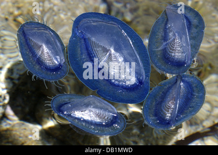 Durch Wind Seemann (Velella Spirans oder Velella Velella), fotografiert auf der Insel Giglio, Toskana, Italien Stockfoto