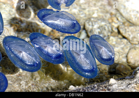 Durch Wind Seemann (Velella Spirans oder Velella Velella), fotografiert auf der Insel Giglio, Toskana, Italien Stockfoto