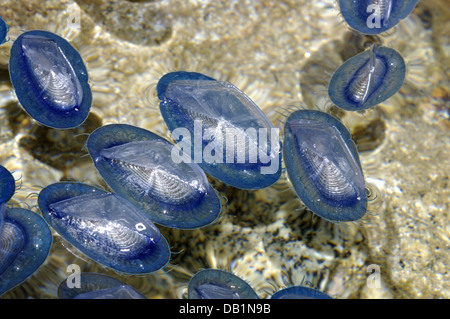 Durch Wind Seemann (Velella Spirans oder Velella Velella), fotografiert auf der Insel Giglio, Toskana, Italien Stockfoto