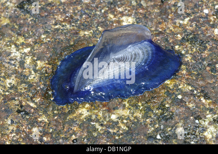 Durch Wind Seemann (Velella Spirans oder Velella Velella), fotografiert auf der Insel Giglio, Toskana, Italien Stockfoto