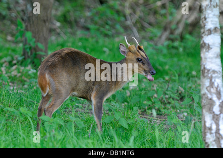 Muntjac Rotwild: Muntiacus Reevesi. In Gefangenschaft. Stockfoto