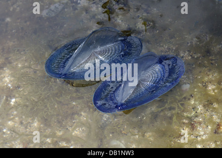 Durch Wind Seemann (Velella Spirans oder Velella Velella), fotografiert auf der Insel Giglio, Toskana, Italien Stockfoto