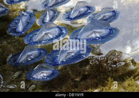 Durch Wind Seemann (Velella Spirans oder Velella Velella), fotografiert auf der Insel Giglio, Toskana, Italien Stockfoto