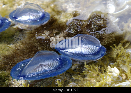 Durch Wind Seemann (Velella Spirans oder Velella Velella), fotografiert auf der Insel Giglio, Toskana, Italien Stockfoto