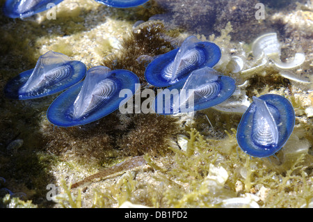 Durch Wind Seemann (Velella Spirans oder Velella Velella), fotografiert auf der Insel Giglio, Toskana, Italien Stockfoto