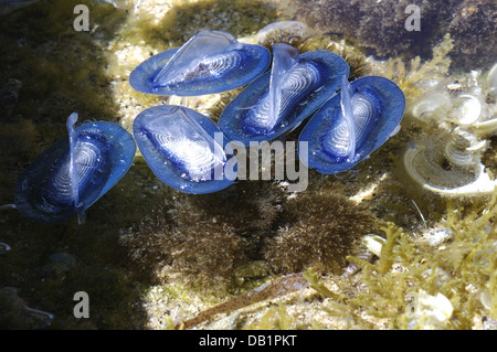 Durch Wind Seemann (Velella Spirans oder Velella Velella), fotografiert auf der Insel Giglio, Toskana, Italien Stockfoto