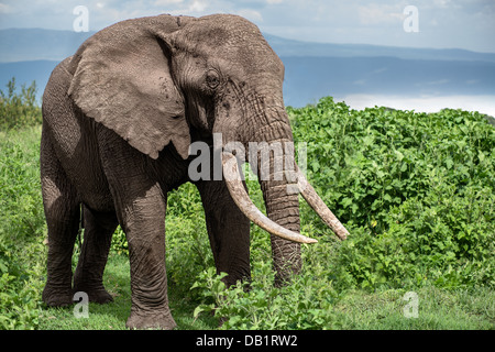 Elefant im Ngorongoro Conservation Area Stockfoto