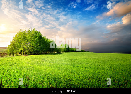 Bereich der grünen Rasen und Bäumen und bewölktem Himmel Stockfoto