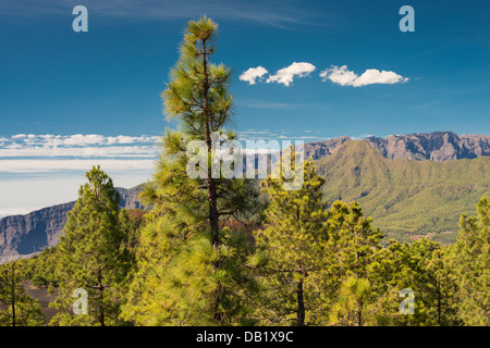 Blick nach Norden von Llano de Jable in Richtung Pico Bejenado und Caldera de Taburiente, La Palma, Kanarische Inseln Stockfoto