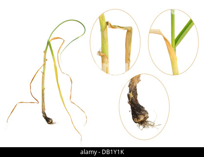 Infektion der Knoblauch von Weißfäule, Sklerotium cepivorum Stockfoto