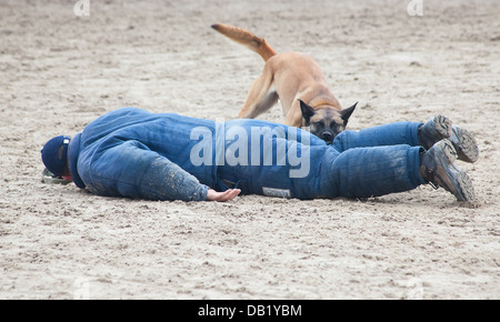 Polizeihund Angriff auf Verdacht Kriminalität beim training Stockfoto