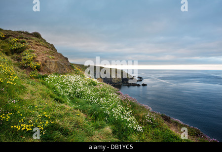 Bewachsenen Klippen im Frühjahr mit blühenden Niere Wicke, Sparsamkeit und Meer Campion in Tankardstown, County Waterford, Irland Stockfoto