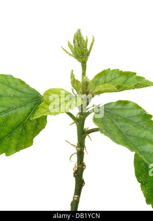 Hibiskus Pflanze angegriffen von Blattläusen, isoliert Stockfoto