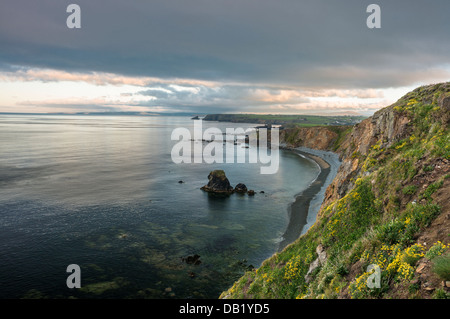 Bewachsenen Klippen im Frühjahr mit blühenden Niere Wicke, Sparsamkeit und Meer Campion in Tankardstown, County Waterford, Irland Stockfoto