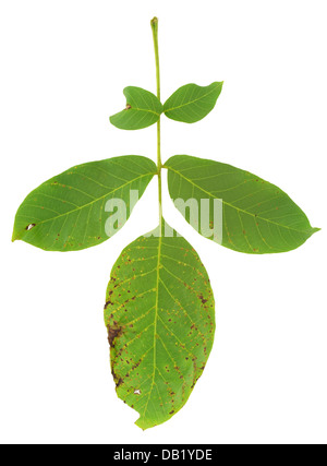 Blatt der Walnussbaum angegriffen durch Milbe, Aceria erineus Stockfoto