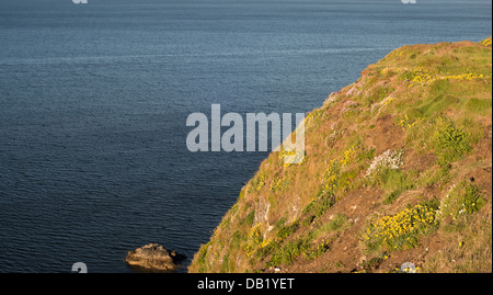 Bewachsenen Klippen im Frühjahr mit blühenden Niere Wicke, Sparsamkeit und Meer Campion in Tankardstown, County Waterford, Irland Stockfoto