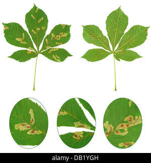 Blatt der Kastanienbaum von Rosskastanien Miniermotte Cameraria Ohridella angegriffen Stockfoto