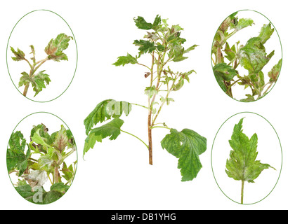 Infektion von schwarzen Johannisbeeren durch Grauschimmel, Botrytis Cinerea, Botryotinia fuckeliana Stockfoto