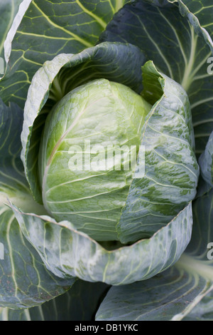 Kohl "Minicole" im Gemüsegarten. Stockfoto