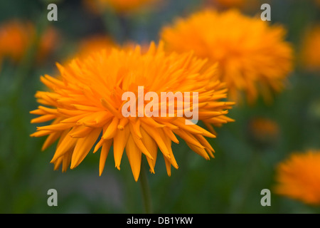 Calendula Officinalis, englische Ringelblumen im Garten. Stockfoto