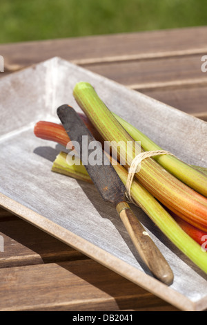 Frisch geschnittenen Sie Rhabarber mit Messer in einer Holzschale Stockfoto