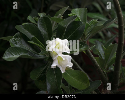 Desert Rose Blume Stockfoto