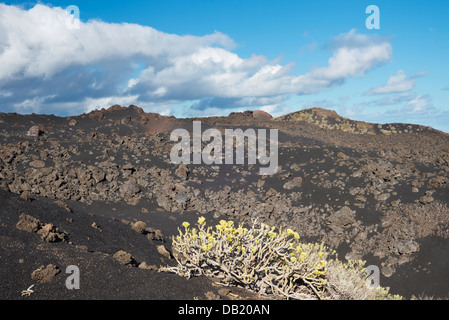Verode wächst auf Lapilli und Lava aus dem 1971 Ausbruch des Vulkans Teneguia, La Palma, der jüngste Vulkan auf den Kanarischen Inseln Stockfoto