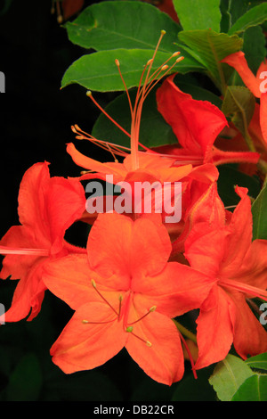 Flamme Azalee Blüte, in der Nähe Friedhof Felder, Blue Ridge Parkway, North Carolina, USA Stockfoto