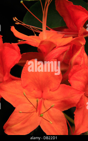 Flamme Azalee Blüte, in der Nähe Friedhof Felder, Blue Ridge Parkway, North Carolina, USA Stockfoto