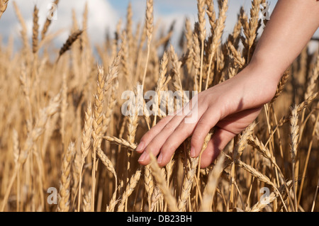zarte Frauenhand streicheln die Stiele der Weizen Stockfoto
