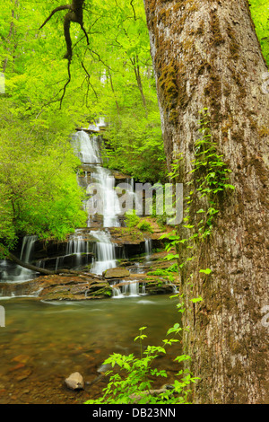 Toms Zweig fällt, Deep Creek, Great Smoky Mountains National Park, North Carolina, USA Stockfoto