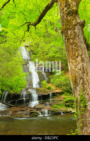 Toms Zweig fällt, Deep Creek, Great Smoky Mountains National Park, North Carolina, USA Stockfoto