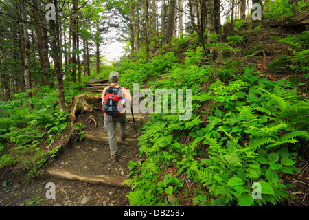 In der Nähe von Schmelzwasser Frühling Shelter, Charlies Hallux valgus Trail, große Smoky Mountains National Park, North Carolina, Tennessee, USA Stockfoto