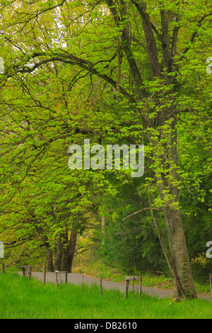 Rundweg, Cades Cove, tolle Smoky Mountains National Park, Tennessee, USA Stockfoto