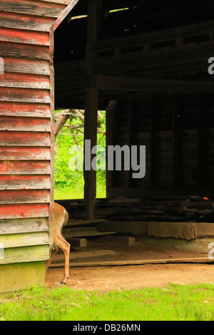 Reh im Elijah Oliver Scheune, Cades Cove, tolle Smoky Mountains National Park, Tennessee, USA Stockfoto