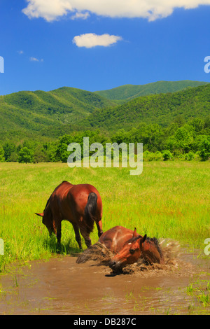 Pferde, die Abkühlung, Cades Cove, Great Smoky Mountains National Park, Tennessee, USA Stockfoto